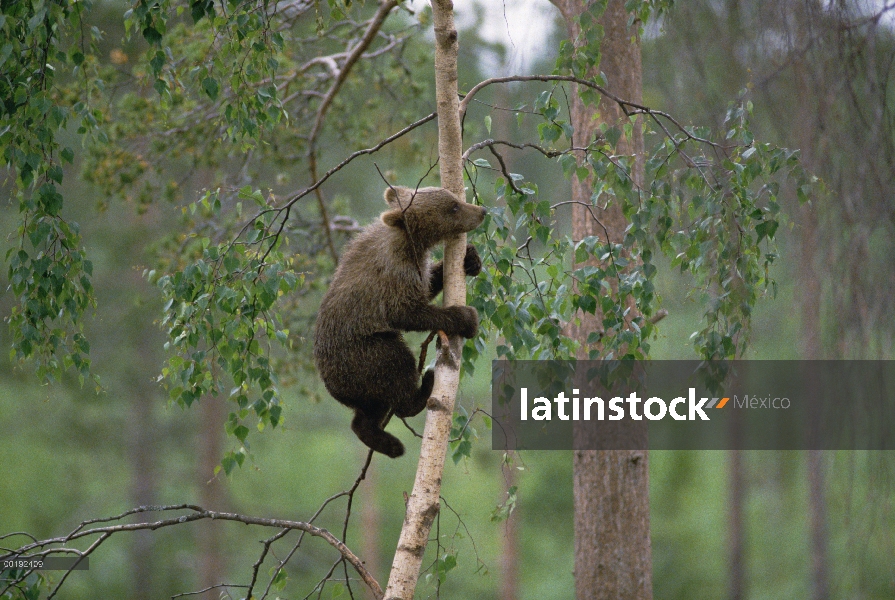 Cub de oso pardo (Ursus arctos), escalada de árboles, Parque Nacional del bosque bávaro, Alemania