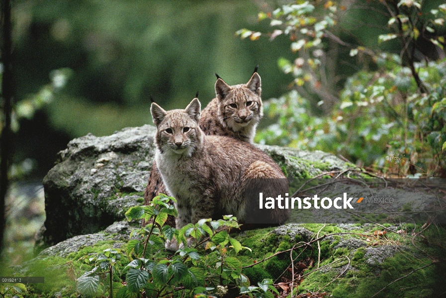 Par de lince eurasiático (lince del lince), Europa