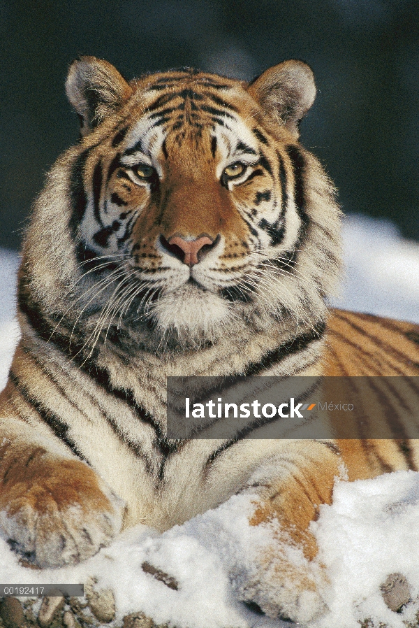 Tigre siberiano (Panthera tigris altaica) en nieve, Parque de tigre siberiano, Harbin, China