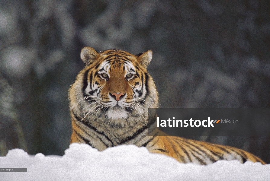 Tigre siberiano (Panthera tigris altaica) descansando en la nieve, Parque de tigre siberiano, Harbin