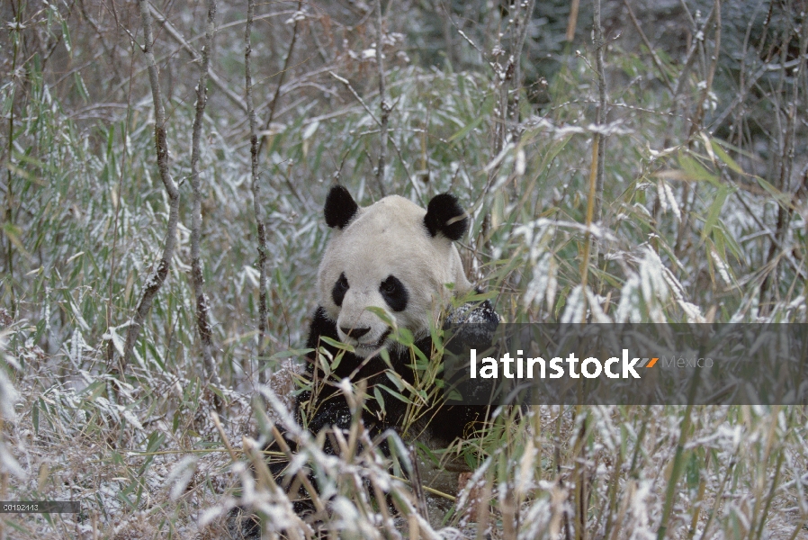 Panda gigante (Ailuropoda melanoleuca) en nieve, comiendo bambú, Valle Wolong, Himalaya, bosques mon