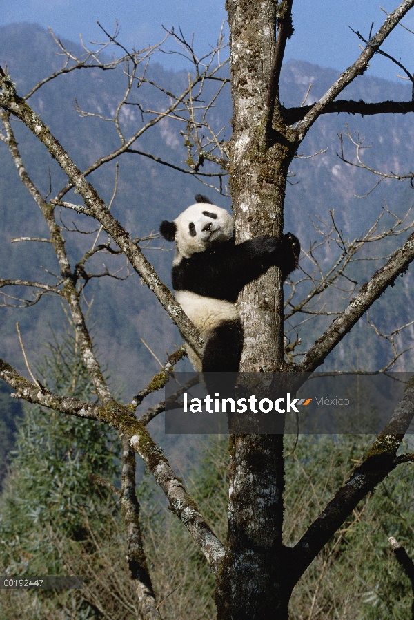 Panda gigante (Ailuropoda melanoleuca) en árbol, reserva natural de Wolong, China conservación y cen