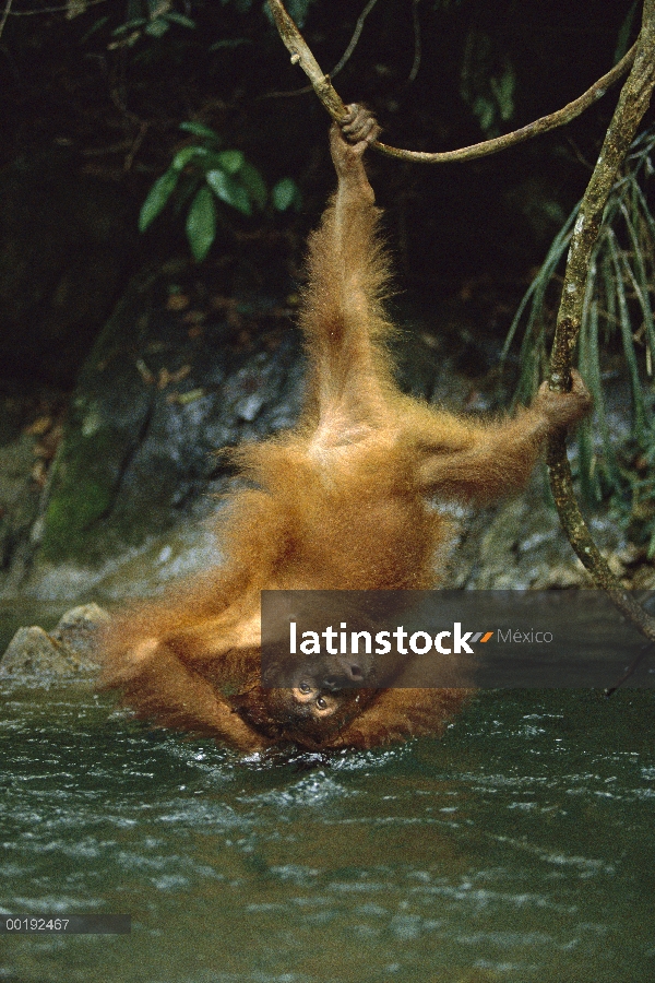 Orangután (Pongo pygmaeus) bañándose en el río mientras que cuelgan al revés de vid, Parque Nacional