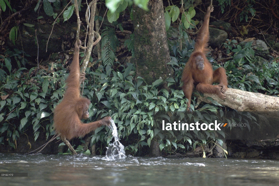 Par de orangután (Pongo pygmaeus) jugando con agua, Parque Nacional de Gunung Leuser, Sumatra