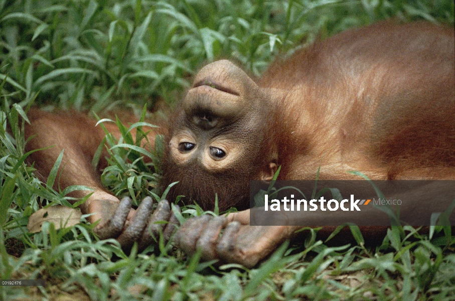 Orangután (Pongo pygmaeus) tendido en la hierba con la cabeza inclinada hacia atrás, Borneo