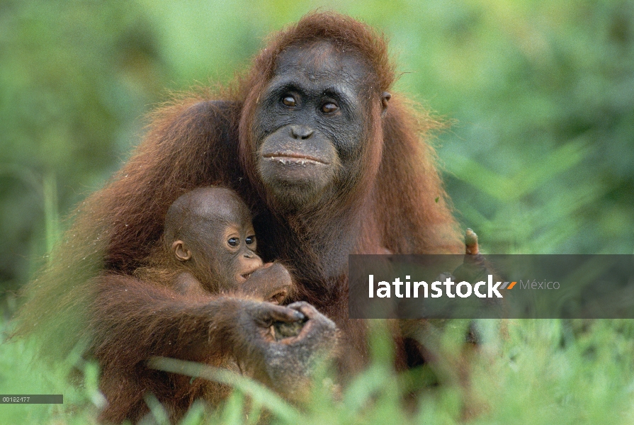 Madre orangután (Pongo pygmaeus) con bebé, Parque Nacional Tanjung Puting, Borneo