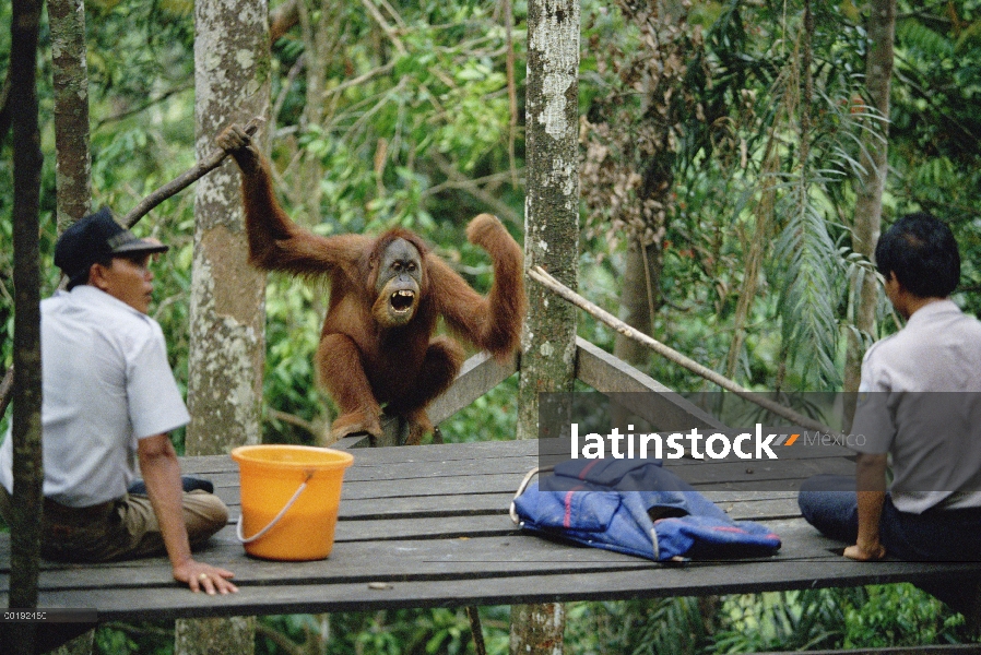 Orangután (Pongo pygmaeus) macho en la alimentación de la plataforma, Bukit Lawang, Sumatra