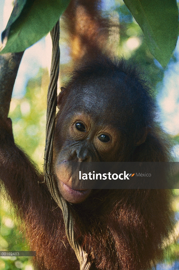 Juvenil de orangután (Pongo pygmaeus), Parque Nacional Tanjung Puting, Borneo, Malasia