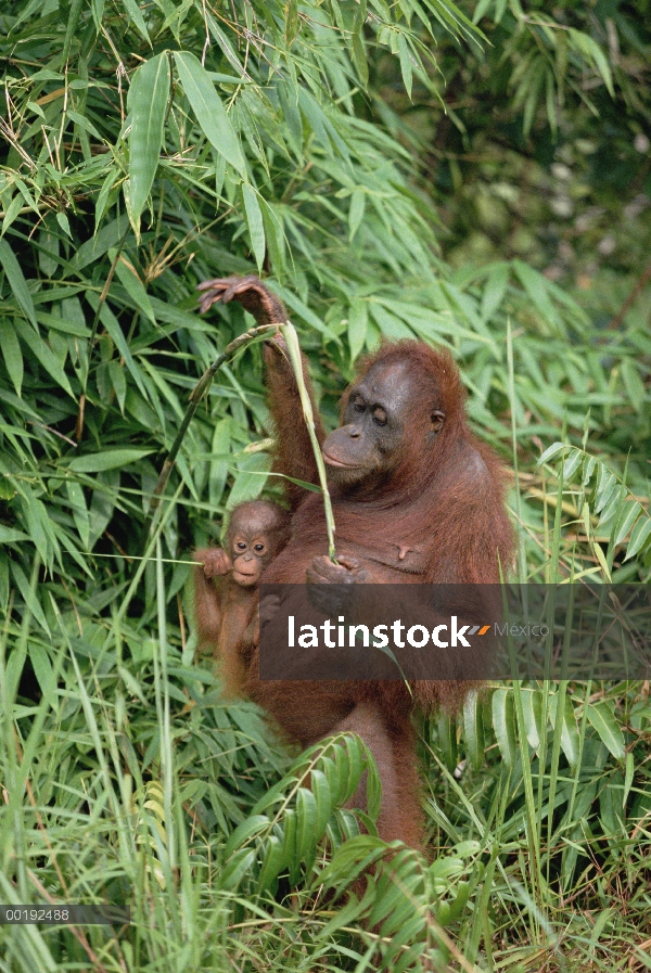 Madre orangután (Pongo pygmaeus) con bebé, Parque Nacional Tanjung Puting, Borneo