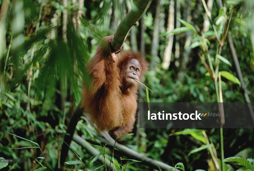 Orangután (Pongo pygmaeus), Parque Nacional de Gunung Leuser, Sumatra