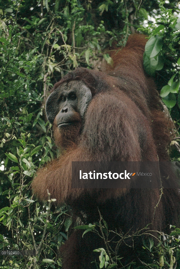 Varón de orangután (Pongo pygmaeus) colgando en el árbol, Parque Nacional Tanjung Puting, Borneo