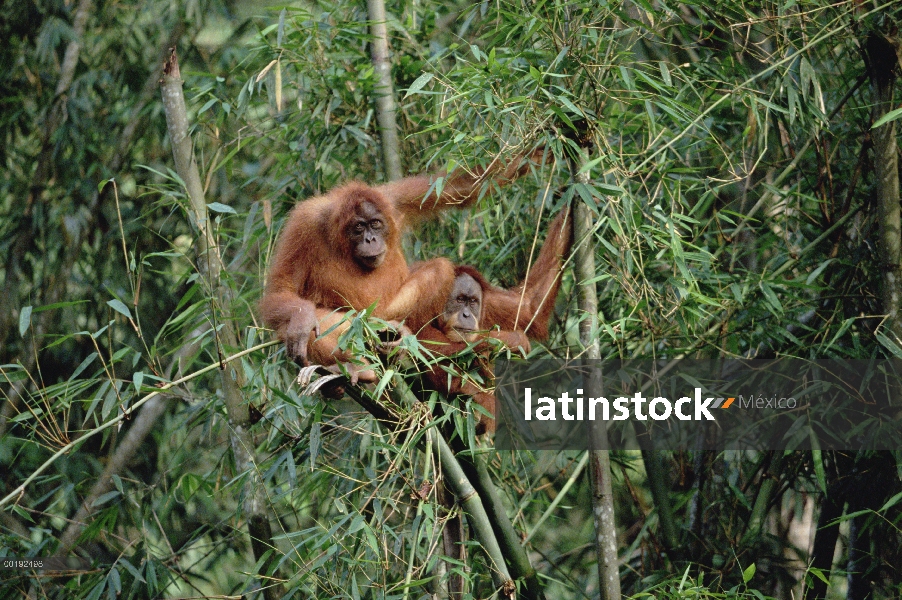 Orangután (Pongo pygmaeus) par, Parque Nacional de Gunung Leuser, Sumatra