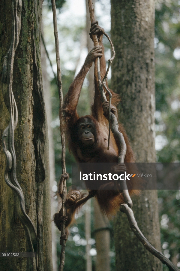 Madre orangután (Pongo pygmaeus) con bebé, Parque Nacional Tanjung Puting, Borneo