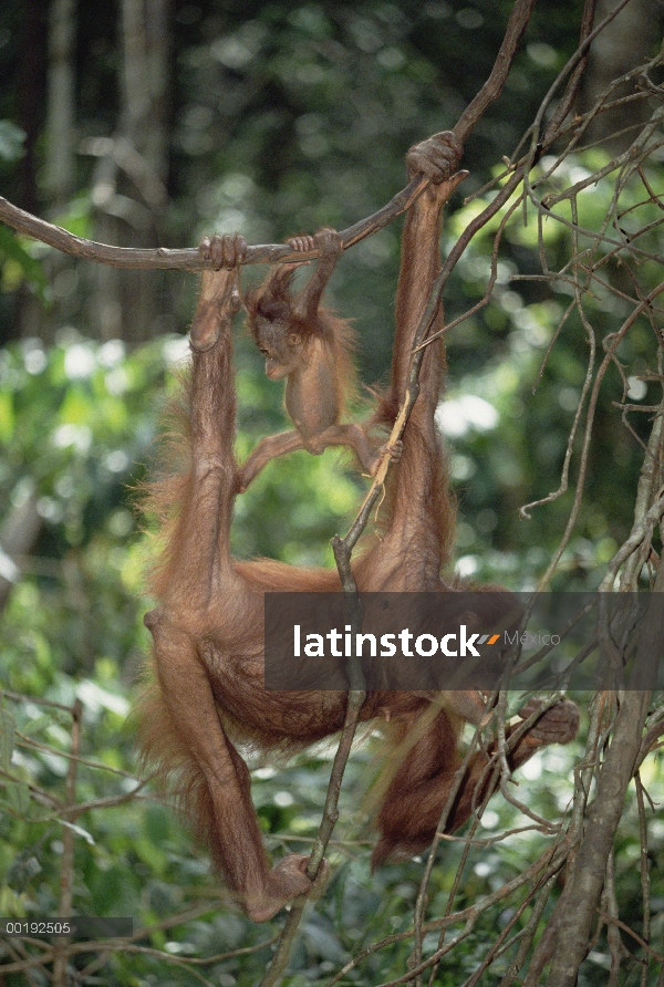 Orangután (Pongo pygmaeus) madre y el bebé colgando de las vides, Borneo