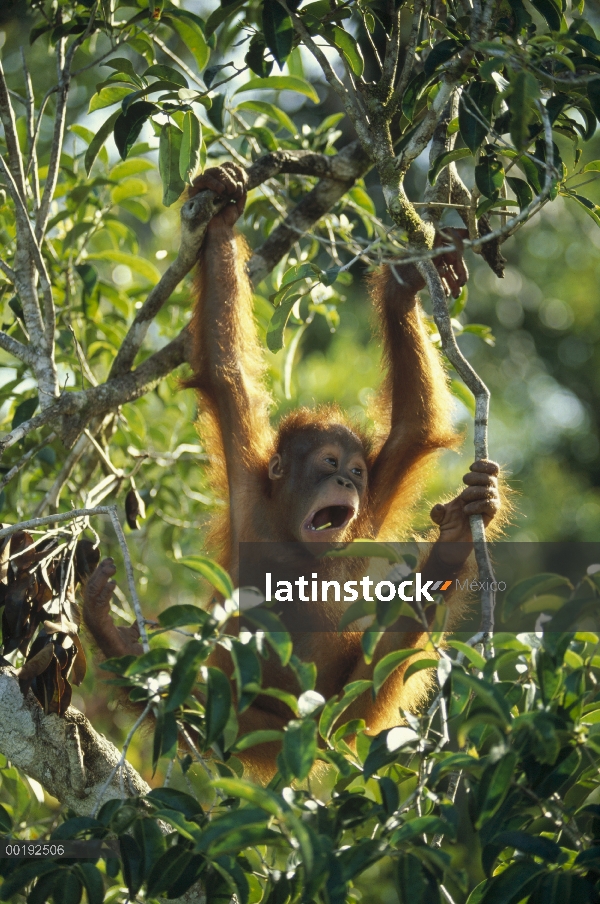 Orangután (Pongo pygmaeus) juvenil en árbol, Parque Nacional Tanjung Puting, Borneo