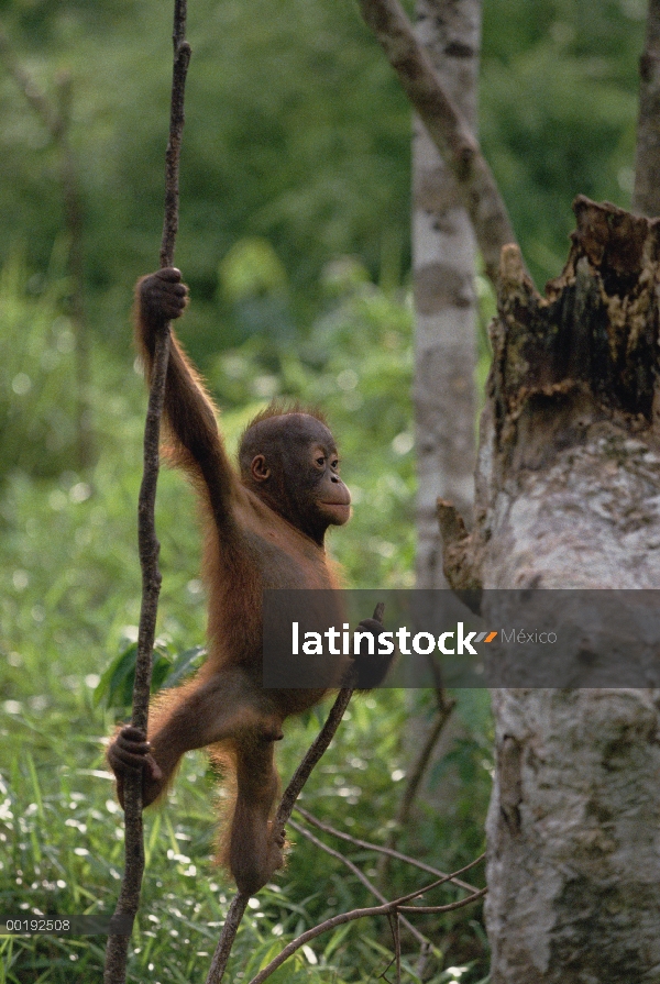 Juvenil de orangután (Pongo pygmaeus), Parque Nacional Tanjung Puting, Borneo