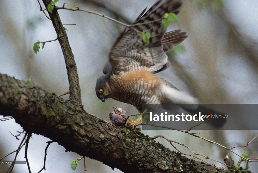 Gavilán (Accipiter nisus) con muertos petirrojo (Erithacus rubecula) en árbol, Alemania