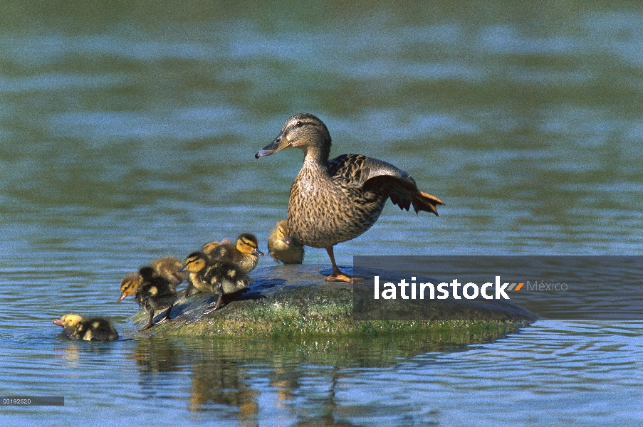 Madre de ánade azulón (Anas platyrhynchos) con patitos en piedra en el estanque, Europa