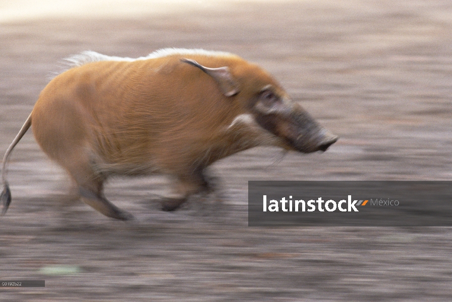 Bush cerdo (Potamochoerus porcus) funcionando, África