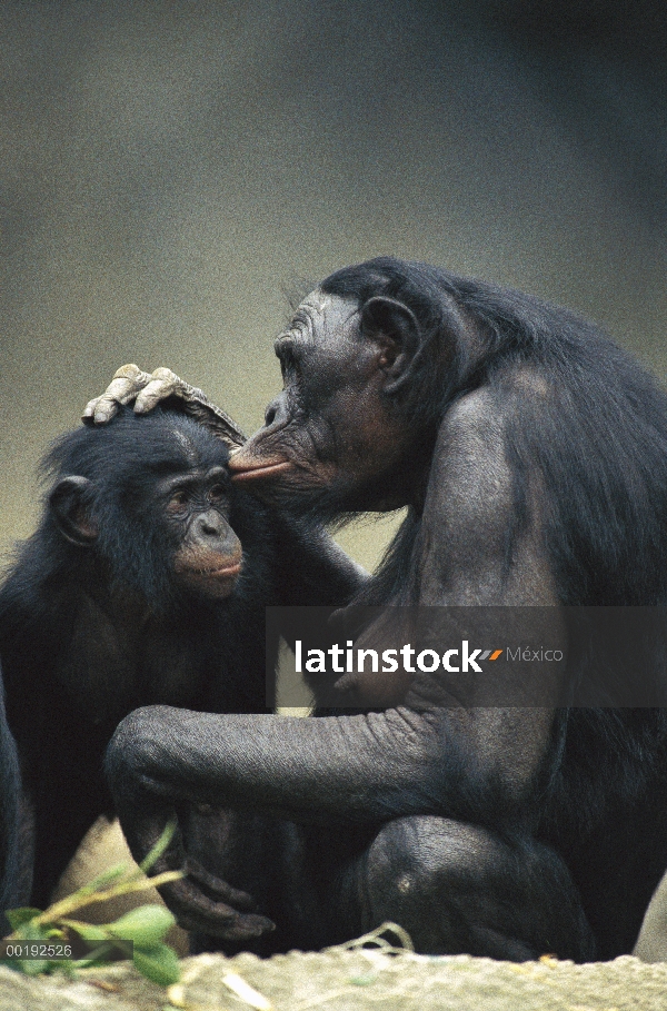 Bonobo (paniscus de la cacerola) madre y el bebé interactuando, nativo de África