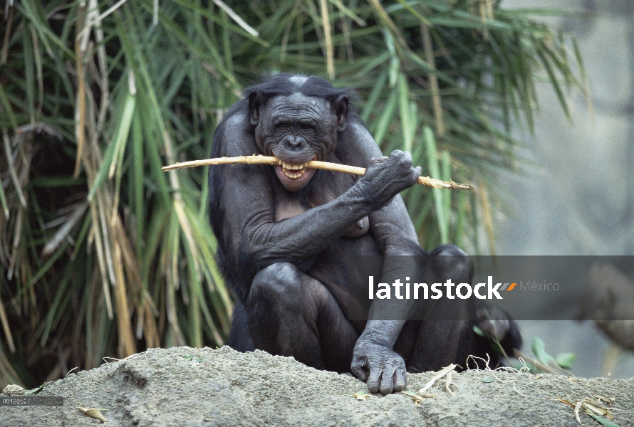 Bonobo (paniscus de la cacerola) masticando el palillo