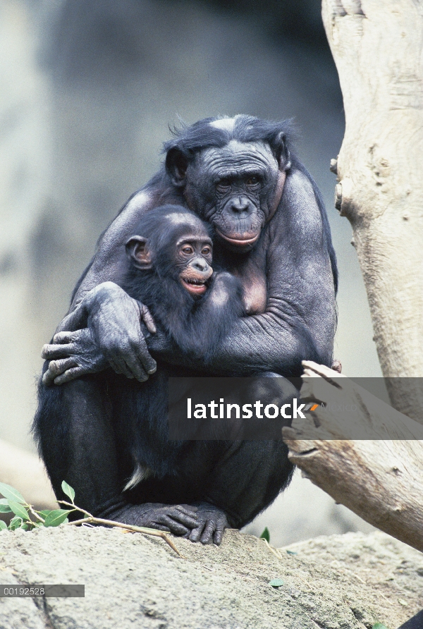 Bebé y la madre de Bonobo (paniscus de la cacerola)