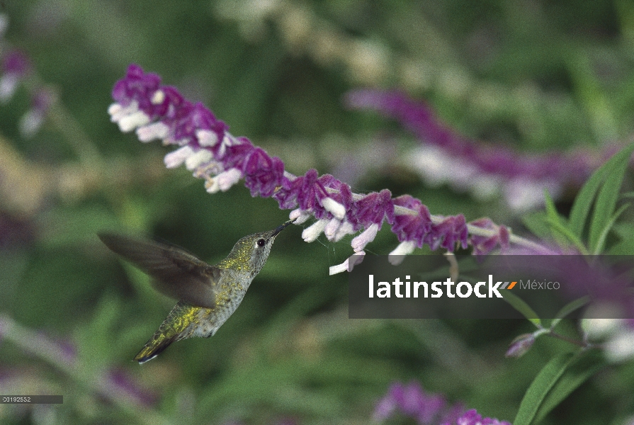 Colibrí Calíope (Stellula calliope) alimentación en las flores, California