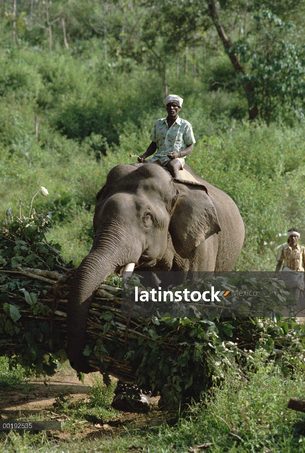 Elefante asiático (Elephas maximus) acarreando ramas de instructor del montar a caballo sobre su esp