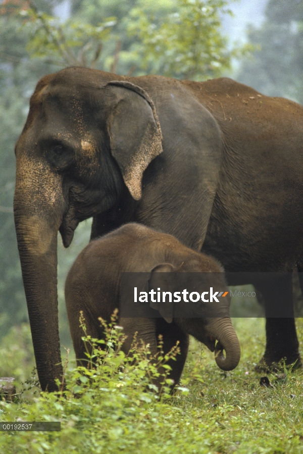 Elefante asiático (Elephas maximus) madre y el becerro, India