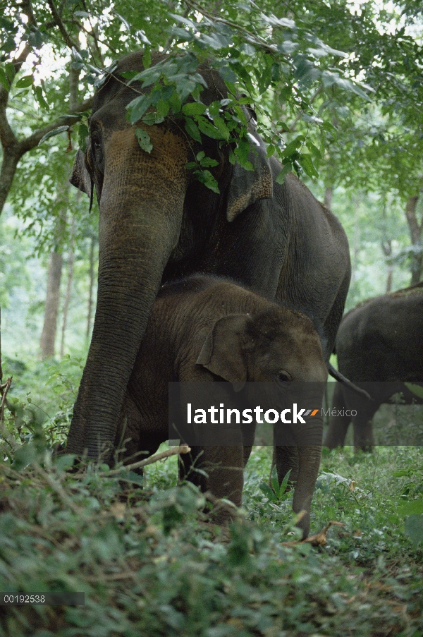 Elefante asiático (Elephas maximus) madre y el becerro, India