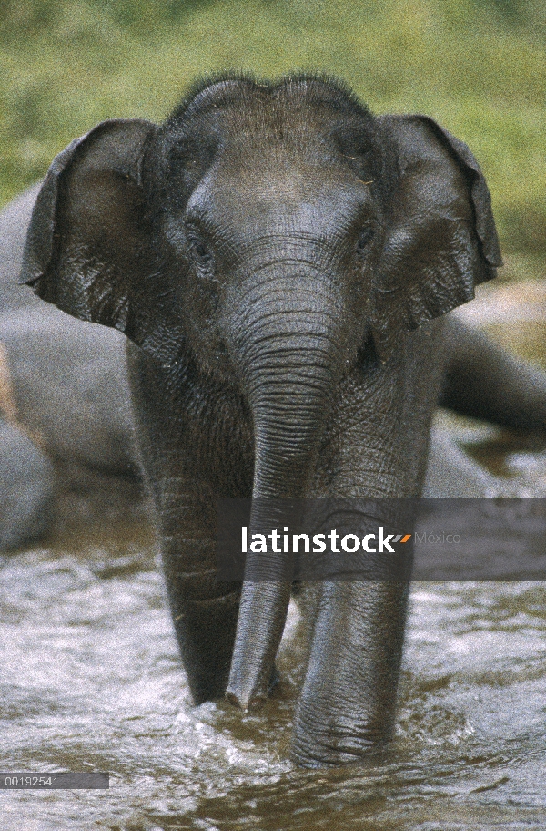 Cría de elefante asiático (Elephas maximus), India