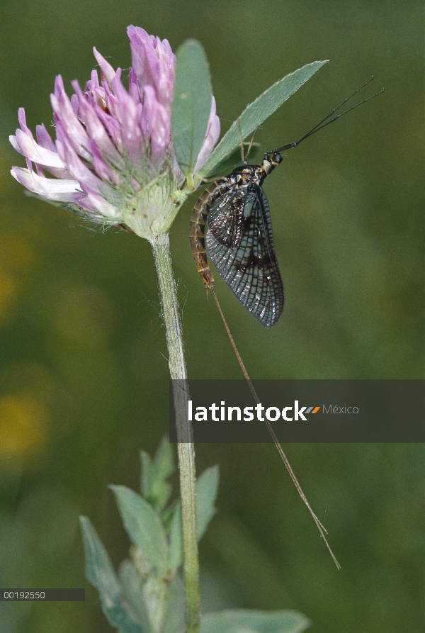 Común Burrower Mayfly (Ephemera danica) en flor de Alemania