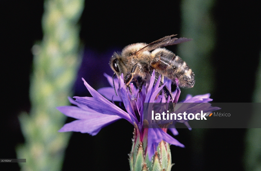 Miel de abeja (Apis mellifera) en flor, Alemania