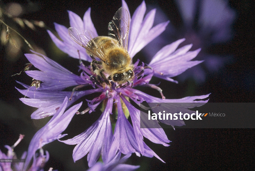 Miel (Apis mellifera) que recoge el polen en flor morado, Alemania