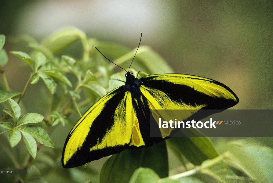 Alas de Goliath (goliath Alexandrae samson) mariposa macho, rara especie, Irian Jaya, Indonesia