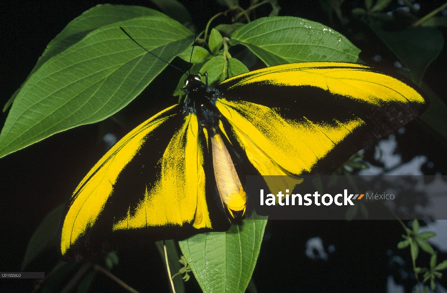 Alas de Goliath (goliath Alexandrae samson) macho de la mariposa en las hojas, especies raras, Irian