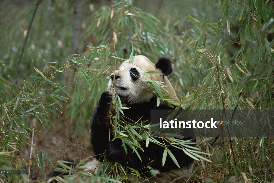 Panda gigante (Ailuropoda melanoleuca) comiendo bambú, Valle Wolong, Himalaya, China