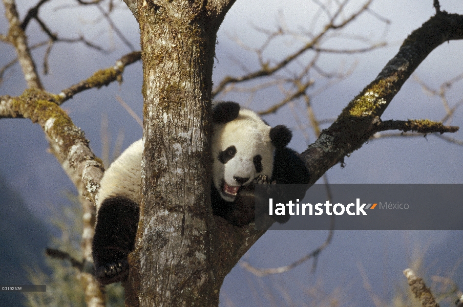 Panda gigante (Ailuropoda melanoleuca) en árbol, Valle Wolong, Himalaya, China