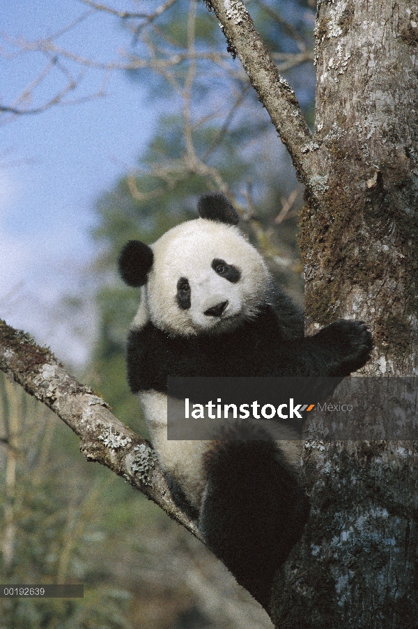 Panda gigante (Ailuropoda melanoleuca) en árbol, Valle Wolong, Himalaya, China