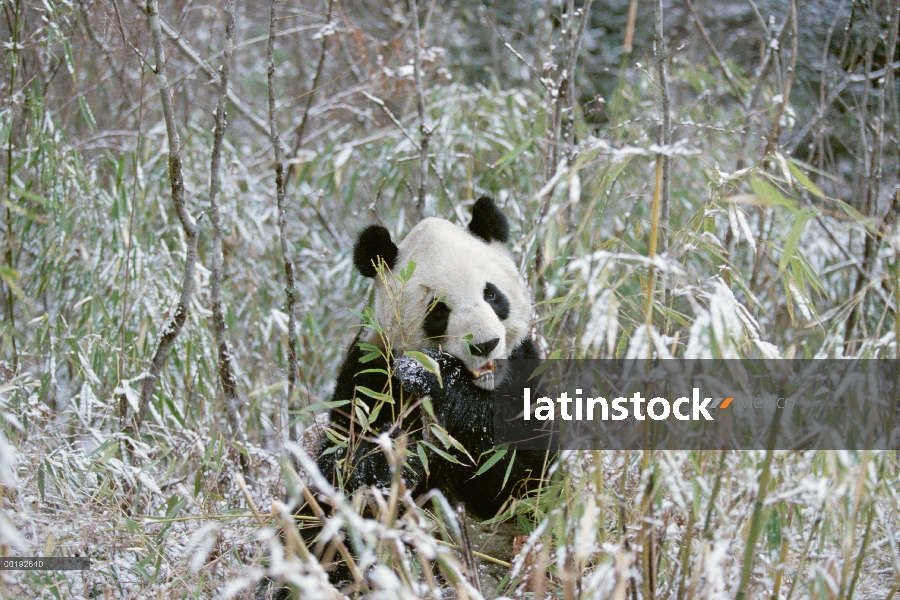 Panda gigante (Ailuropoda melanoleuca) comiendo bambú, Valle Wolong, Himalaya, China