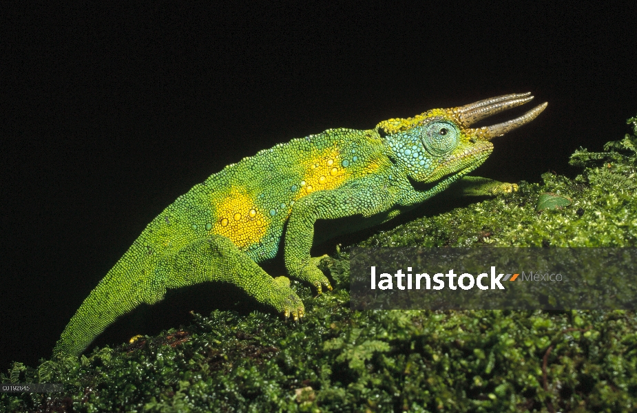 Camaleón de Jackson (Chamaeleo jacksonii) subiendo rama cubiertas de musgo, la África del este