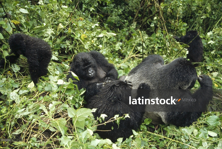 Grupo de montaña gorila (Gorilla gorilla beringei) aseo, África central