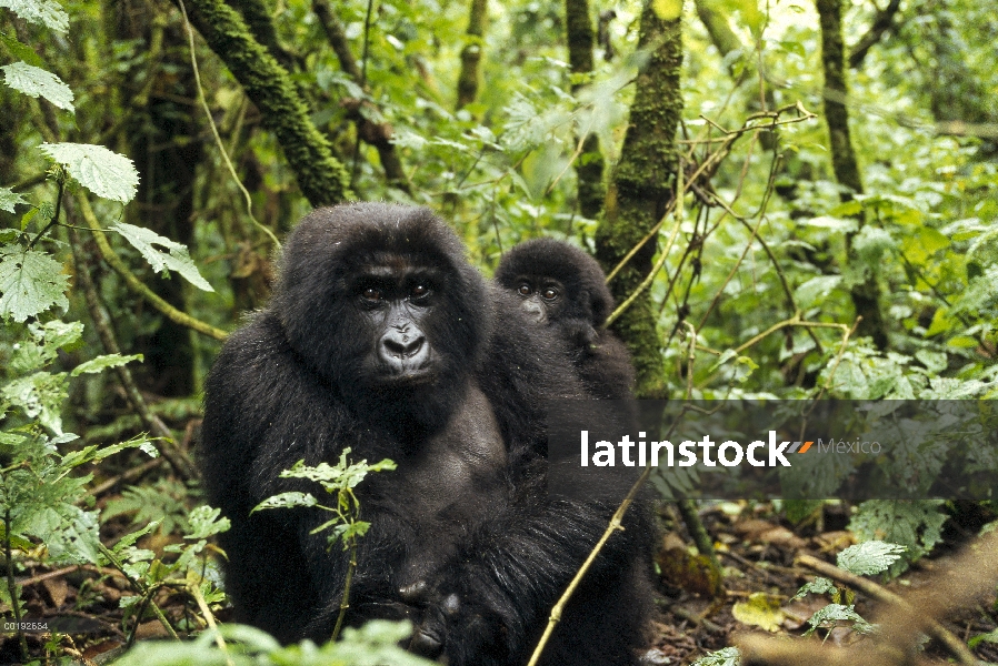 Madre de gorila (Gorilla gorilla beringei) de montaña con el bebé, África central