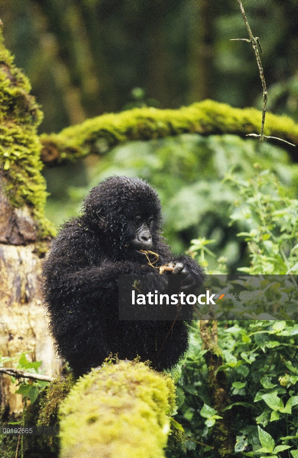 Jóvenes de gorila (Gorilla gorilla beringei) montaña alimentándose de raíces, África central