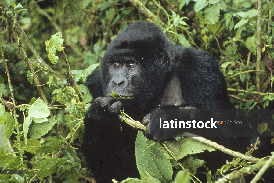 Hombre de gorila (Gorilla gorilla beringei) montaña alimentándose de vegetación, África central