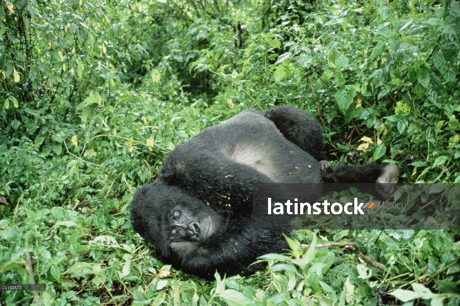 Macho de espalda plateada de gorila (Gorilla gorilla beringei) montaña descansando, África central