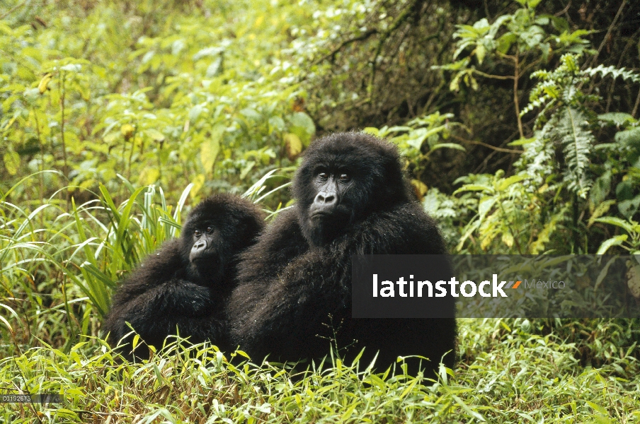 Par de gorila (Gorilla gorilla beringei) montaña, sentado en la vegetación, África central