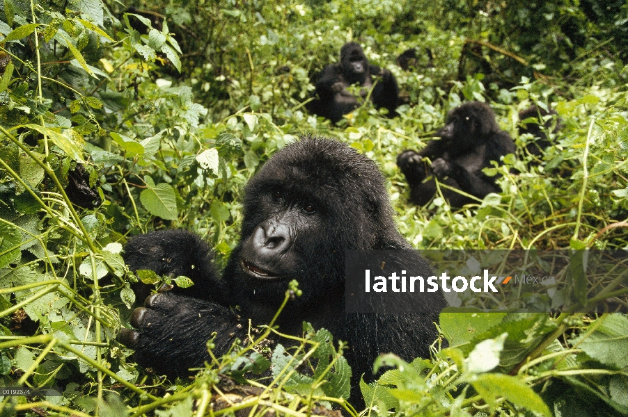 Grupo de montaña gorila (Gorilla gorilla beringei) alimentándose de la vegetación, África central