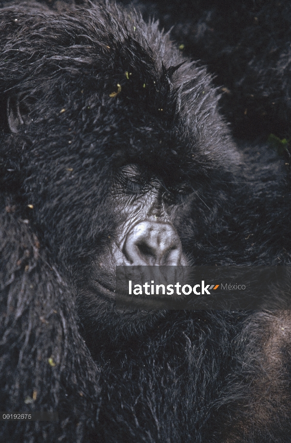 Gorila de montaña (Gorilla gorilla beringei) durmiendo, África central