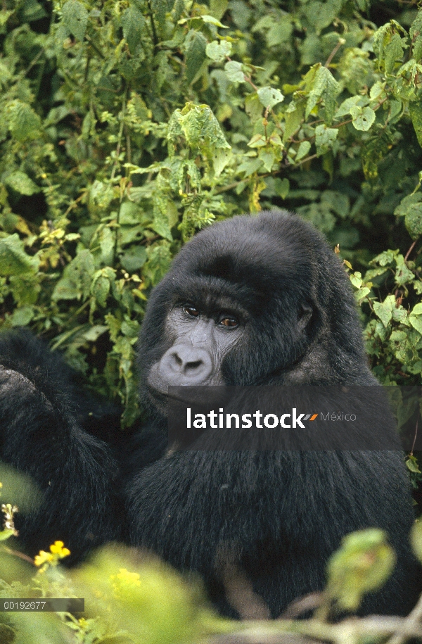 Hombre de montaña gorila (Gorilla gorilla beringei), África central